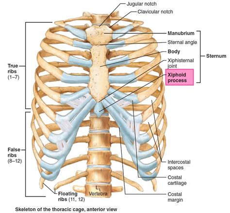 Xiphoid Process 